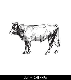 Bull Cow Tintendruck Radierung Seitenansicht detaillierte Vektorgrafik isoliert auf weißem Hintergrund Stock Vektor