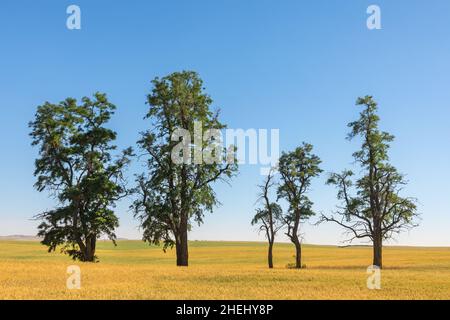 Vier einzigartige, wunderschöne Bäume in einer Reihe in einem Maisfeld in Montana, USA Stockfoto