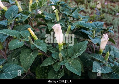 Jimsonweed Datura stramonium. Genannt Teufelsschnauze, Höllenglocken, Teufelskraut Stockfoto