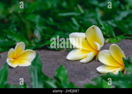 Exotische drei gelbe Frangipani-Blüten, die inmitten von grünem Gras auf die Felsen gefallen sind Stockfoto