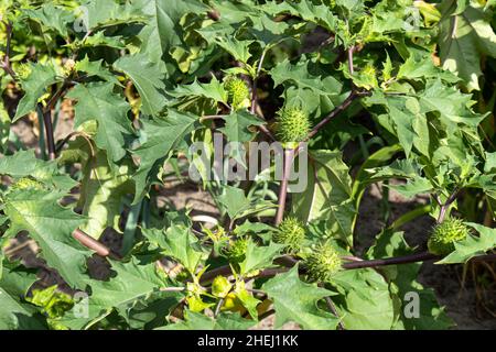 Dekorative Pflanze Datura stramonium oder Dornapfel, Jimsonweed (Jimson Weed), Teufelsschnalle, die im Sommer im Garten wächst. Sehr giftig. Stockfoto