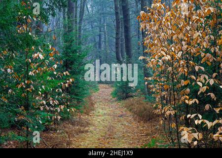 Ein Trail durch einen Misty Forest im Promised Land State Park in den Pocono Mountains in Pennsylvania Stockfoto