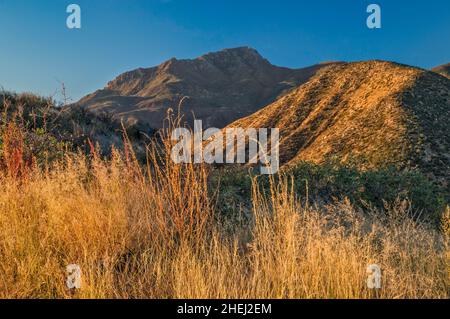 Four Peaks Massiv bei Sonnenaufgang, Bunch Grasses, Blick von der Four Peaks Road (FS 143), Mazatzal Mountains, Tonto National Forest, Arizona, USA Stockfoto