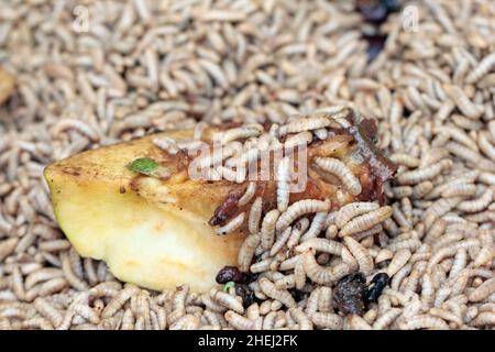 Hermetia erhellt, der schwarze Soldat fliegt. Die Larven fressen eine Apfelfrucht. Protein Tierfutter Zutat. Stockfoto