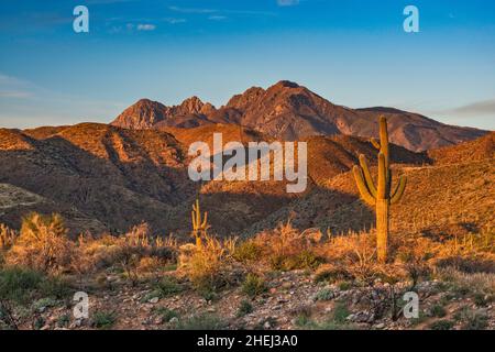 Vier-Gipfel-Massiv, in Mazatzal Mountains, riesiger saguaro, Sonnenaufgang, Blick von der Straße 647 im Tonto Basin, in der Nähe des Cholla Campground, Arizona, USA Stockfoto