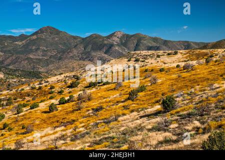 Mazatzal Mountains, blühender Brittlebush, Cottonwood Basin in der Ferne, Blick von der Mount Ord Road (FS 626), Tonto National Forest, Arizona, USA Stockfoto