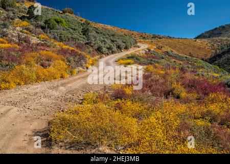 Mount Ord Road (FS 626), blühender Brittlebush, Mazatzal Mountains, Tonto National Forest, Arizona, USA Stockfoto