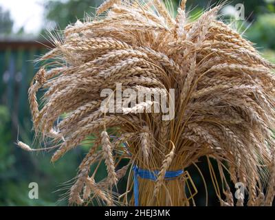 Eine Garbe Weizenohren, Nahaufnahme. Ein Haufen reifer Stacheletts, gebunden mit blauen Seilen. Stockfoto