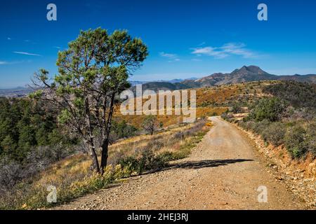 Wacholderbaum an der Mount Ord Road (FS 626), blühender Brittlebush, Mazatzal Mountains, Tonto National Forest, Arizona, USA Stockfoto