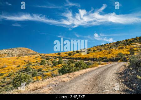 Mount Ord Road (FS 626), blühender Brittlebush, Mazatzal Mountains, Tonto National Forest, Arizona, USA Stockfoto