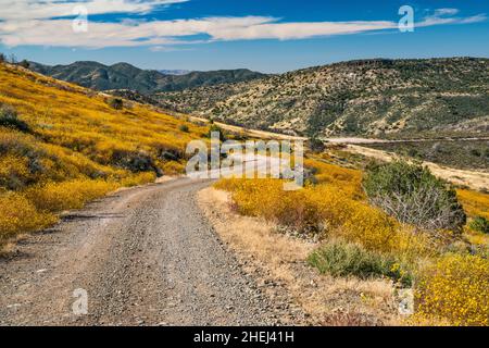 Mount Ord Road (FS 626), blühender Brittlebush, über Cottonwood Basin, Mazatzal Mountains, Tonto National Forest, Arizona, USA Stockfoto