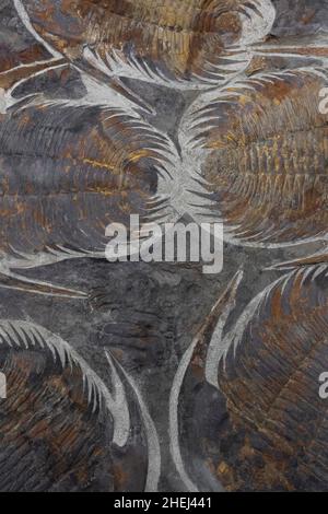 Altes Trilobiten Fossil als sehr schöner natürlicher Hintergrund Stockfoto