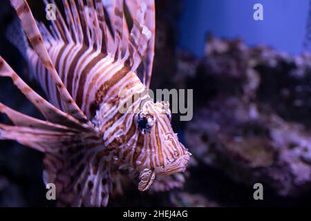 Löwenfische im Aquarium in der Provinz Supanburi, Thailand. Stockfoto