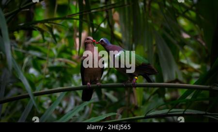 Chalcophaps Indica Gemeine Smaragdtaube Stockfoto