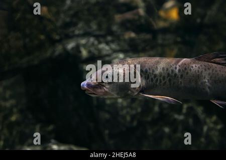 Portrait von Süßwasserfischen im Fluss Stockfoto