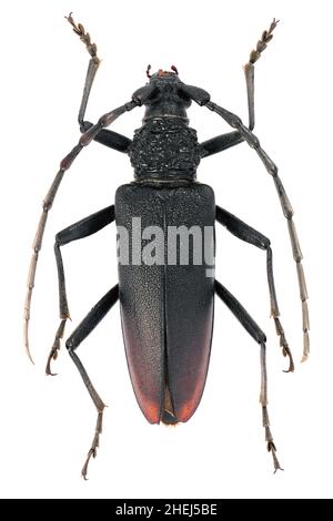 steinbock Cerambyx cerdo Cerambycidae weiblich Stockfoto