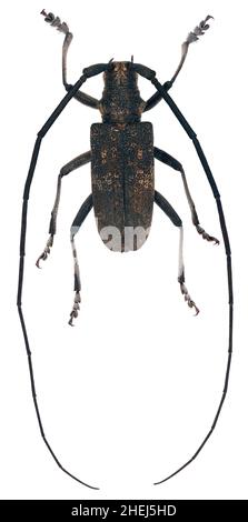 Die Kiefer sawyer Käfer Monochamus galloprovincialis aus Familie Cerambycidae auf weißem Hintergrund Stockfoto