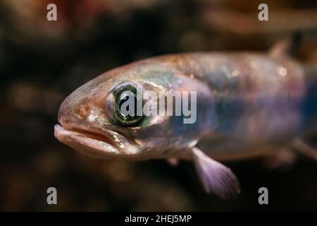 Portrait von Süßwasserfischen im Fluss Stockfoto