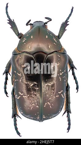 Protaetia lugubris Käfer aus der Familie Scarabaeidae seltener europäischer Käfer auf weißem Grund Stockfoto