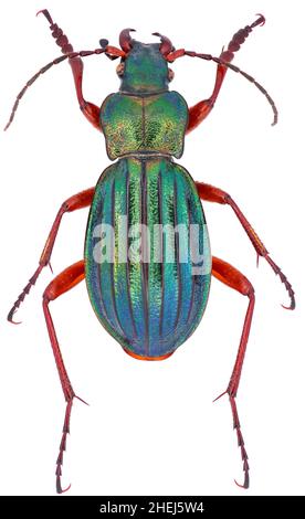 Männchen Carabus auronitens ist ein Mitglied einer Bodenkäferfamilie Carabidae auf weißem Hintergrund Stockfoto