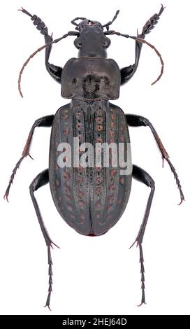 CaraBus clatratus ist ein Mitglied einer Bodenkäferfamilie Carabidae auf weißem Grund Stockfoto