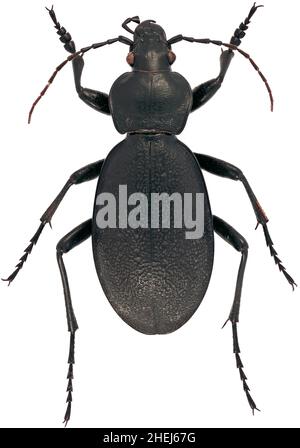 CaraBus coriaceus ist ein Mitglied der Bodenkäferfamilie Carabidae auf weißem Grund Stockfoto