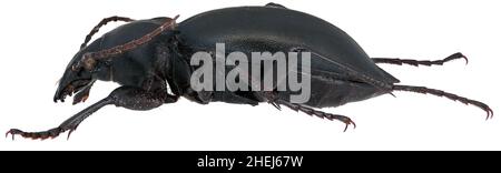 CaraBus glabratus ist ein Mitglied der Bodenkäferfamilie Carabidae auf weißem Grund Stockfoto