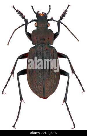 CaraBus granulatus ist ein Mitglied der Bodenkäferfamilie Carabidae auf weißem Grund Stockfoto