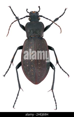 CaraBus hortensis ist ein Mitglied einer Bodenkäferfamilie Carabidae auf weißem Grund Stockfoto