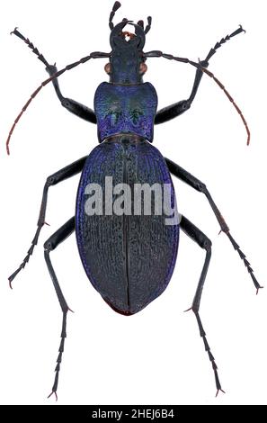 CaraBus intricatus ist ein Mitglied einer Bodenkäferfamilie Carabidae auf weißem Grund Stockfoto