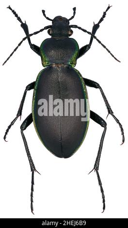 CaraBus marginalis ist ein Mitglied einer Bodenkäferfamilie Carabidae auf weißem Grund Stockfoto