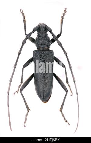 steinbock Cerambyx scopolii aus der Familie Cerambycidae auf weißem Grund, männlich Stockfoto