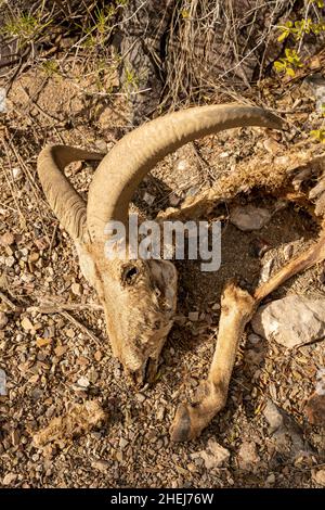 Barbaren Schafe Bleibt In Big Bend Nétional Park Stockfoto