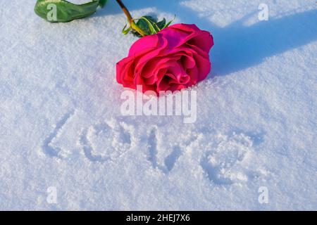 Eine üppige, zarte Rose liegt im Schnee neben der Inschrift über eine Liebeserklärung Stockfoto