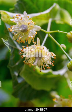 Tilia platyphyllos blüht Stockfoto