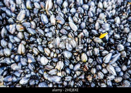 Viele Muscheln an der Küste von Alentejo, Portugal Stockfoto
