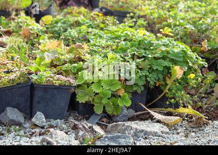 Gartengeschäft im Frühjahr. Frische grüne junge Blumen sprießen im Gartenladen. Blumen in Töpfen Büsche stehen zum Verkauf. Stockfoto