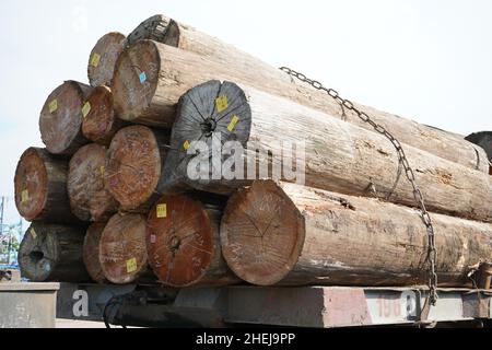 Holzstapel aus Holzfällerwäldern, die als Rohstoffe für Möbel verwendet werden. Stapel aus rundem und quadratischem Holz bilden Muster und Texturen. Stockfoto