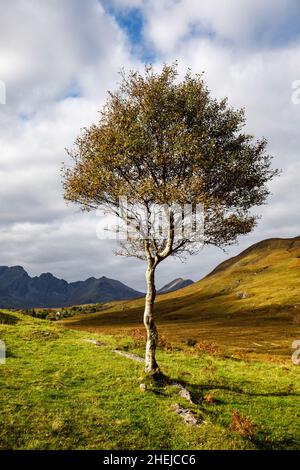 Herbstbäume, in der Nähe von Torrin, Isle of Skye, Schottland. Stockfoto