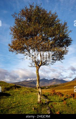 Herbstbäume, in der Nähe von Torrin, Isle of Skye, Schottland. Stockfoto