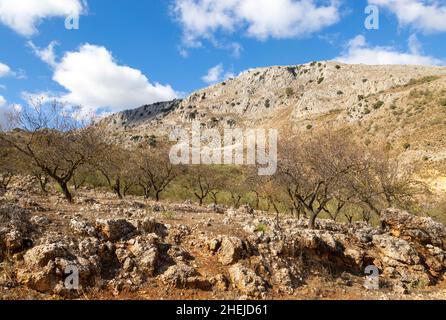 Mandelbäume in karbonhaltigen Kalksteinbergen, in der Nähe von Puerto del Sol, in der Nähe von Periana, Axarquía, Andalusien, Spanien Stockfoto