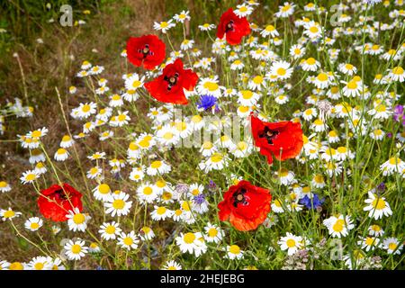 Wildblumenwiese Stockfoto