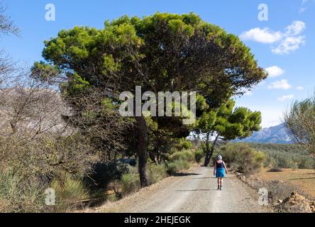 Frau zu Fuß auf GR-249, Gran Senda de Malaga, in der Nähe von Guaro, Periana, Axarquía, Andalusien, Spanien Stockfoto