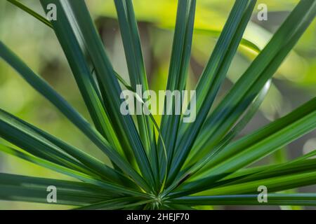 Grünes Papyrussblatt als Hintergrund. Nahaufnahme. Stockfoto