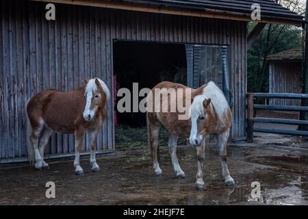 Breslau, Polen - 27. Dezember 2021: Zwei braune und weiße Pferde vor einem Holzstall im zoologischen Garten. Stockfoto