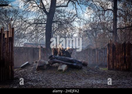 Breslau, Polen - 27. Dezember 2021: Zwei Erwachsene europäische Bisons im Zoo. Nebliger Wintertag. Stockfoto