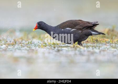 Gewöhnlicher Moorhuhn (Gallinula chloropus), der am Ufer des Feuchtgebiets in Bulgarien läuft. Helle Bearbeitung. Stockfoto