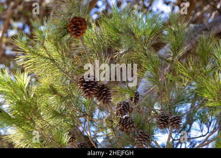 Kegel und Blätter der Zirbe, Pinus pinea, bei Periana, La Axarquía, Andalusien, Spanien Stockfoto