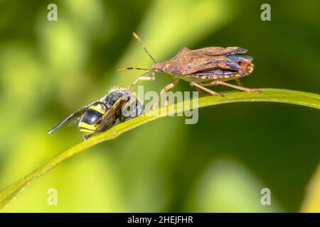 Heteroptera mit Wespenraub. Dieses Insekt ist ein echter Raubkäfer, der andere Insekten ausraube. Wildtierszene in der Natur Europas. Niederlande. Stockfoto