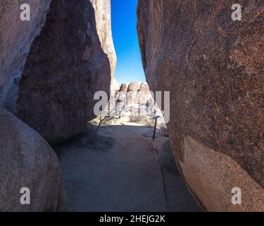 San Bernardino County, CA, USA - 5. Januar 2022: Ein Wanderer spaziert den Cap Rock Trail im Joshua Tree National Park, San Bernardino County, CA. Stockfoto